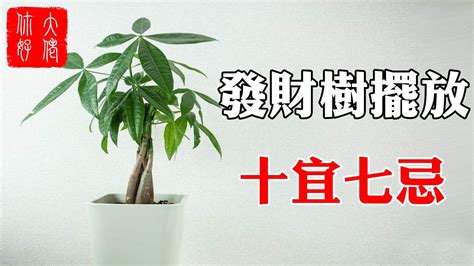 風水發財樹